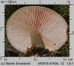 Rhodotus palmatus (żyłkowiec różowawy)