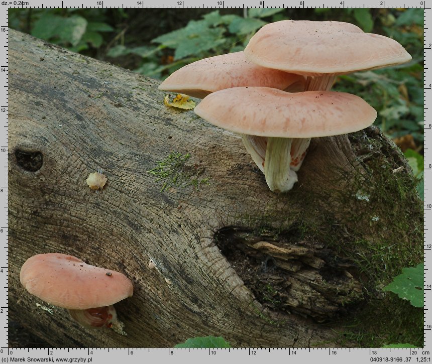 Rhodotus palmatus (żyłkowiec różowawy)