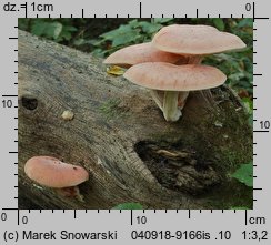 Rhodotus palmatus (żyłkowiec różowawy)