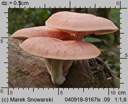 Rhodotus palmatus (żyłkowiec różowawy)