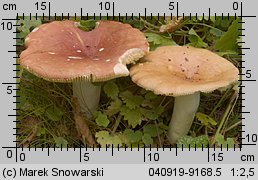 Unidentified-Russula