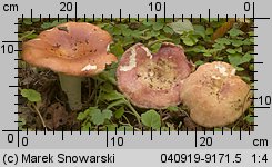 Unidentified-Russula