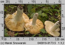 Unidentified-Russula