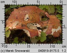 Unidentified-Russula