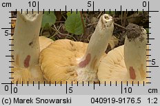 Unidentified-Russula