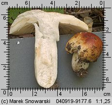 Unidentified-Russula