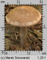 Unidentified-Cortinarius