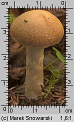 Unidentified-Cortinarius