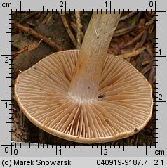 Unidentified-Cortinarius