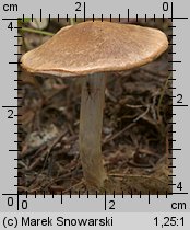 Unidentified-Cortinarius