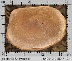 Unidentified-Cortinarius