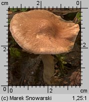 Unidentified-Cortinarius