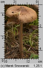 Unidentified-Inocybe