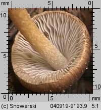 Unidentified-Inocybe