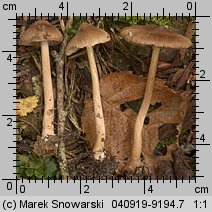 Unidentified-Inocybe