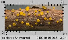 Bisporella citrina (dwuzarodniczka cytrynowa)