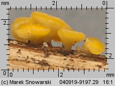 Bisporella citrina (dwuzarodniczka cytrynowa)