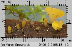 Bisporella citrina (dwuzarodniczka cytrynowa)