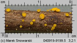 Bisporella citrina (dwuzarodniczka cytrynowa)