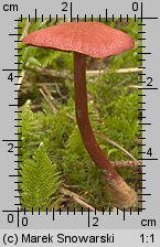 Cortinarius sanguineus (zasłonak krwisty)