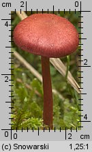 Cortinarius sanguineus (zasłonak krwisty)