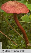 Cortinarius sanguineus (zasłonak krwisty)