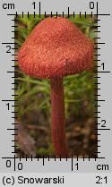 Cortinarius sanguineus (zasłonak krwisty)