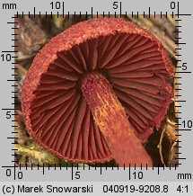 Cortinarius sanguineus (zasłonak krwisty)