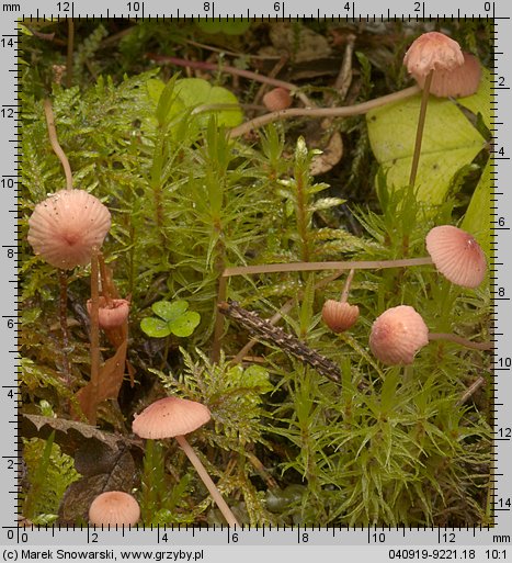 Mycena rosella (grzybówka różowawa)