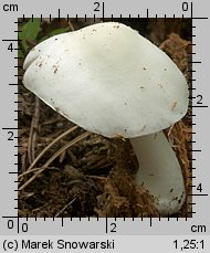 Pluteus pellitus (drobnołuszczak białokremowy)