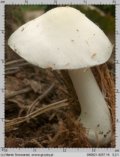 Pluteus pellitus (drobnołuszczak białokremowy)