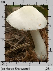 Pluteus pellitus (drobnołuszczak białokremowy)