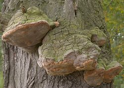 Fomitiporia robusta (guzoczyrka dębowa)