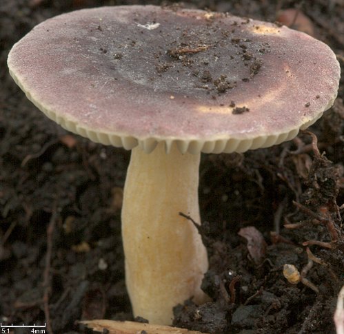 Russula alnetorum (gołąbek olszowy)