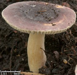 Russula alnetorum (gołąbek olszowy)