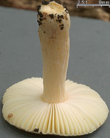 Russula alnetorum (gołąbek olszowy)