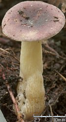 Russula alnetorum (gołąbek olszowy)