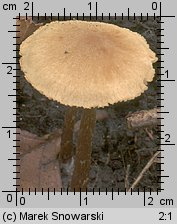 Unidentified-Cortinarius