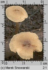 Unidentified-Cortinarius