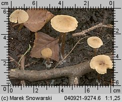 Unidentified-Cortinarius