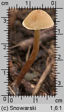 Unidentified-Cortinarius