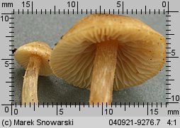 Unidentified-Cortinarius