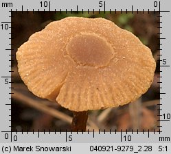 Unidentified-Cortinarius