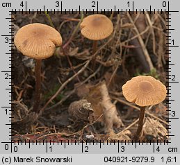 Unidentified-Cortinarius