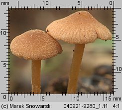 Unidentified-Cortinarius