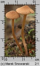 Unidentified-Cortinarius