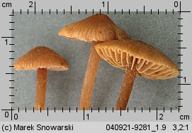 Unidentified-Cortinarius