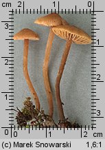 Unidentified-Cortinarius