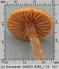 Unidentified-Cortinarius