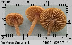 Unidentified-Cortinarius